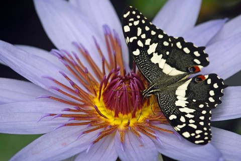 Lemon Swallowtail (Papilio demoleus malayanus), Lime Swallowtail, Untailed Swallowtail, Citrus