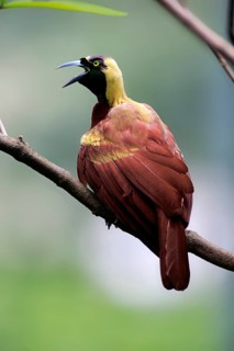 Lesser Bird of paradise (Paradisaea minor), adult male calling while perch, New Guinea