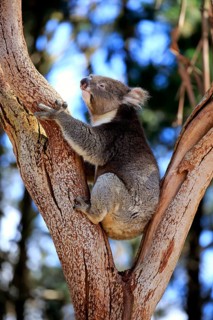 Koala (Phascolarctos cinereus), adult on tree, Kangaroo Island, South Australia, Australia, Oceania