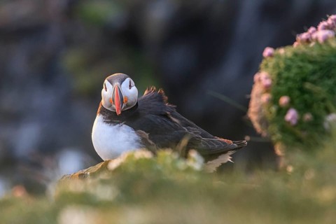 Puffin (Fratercula arctica) sitting on a cliff in the evening light, Latrabjarg, Westfjords,