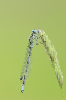 Common blue damselfly (Enallagma cyathigerum), male, North Rhine-Westphalia, Germany, Europe