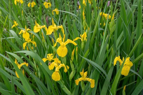 Yellow super iris (Iris pseudacorus), Bavaria, Germany, Europe