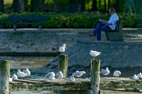 Black-headed gulls (Chroicocephalus ridibundus, syn. Larus ridibundus) on a dilapidated jetty,