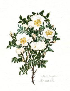 Rosa spinosissima, Full Scotch Rose, Rose, Old rose, Rose cultivar, Illustration from 1799,
