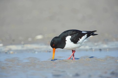 Close-up of Eurasian oystercatcher (Haematopus ostralegus) in spring (april) on Helgoland a small