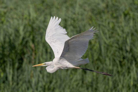 Short-eared owl (Ardea alba) in flight over a marshland. Bas Rhin, Alsace, France, Europe