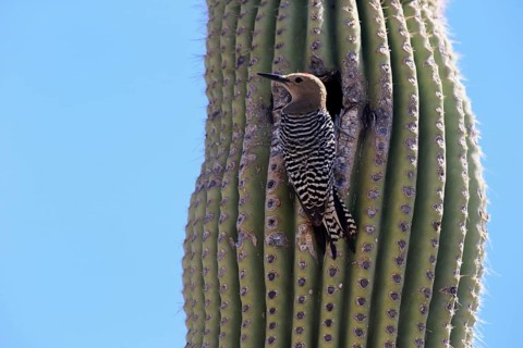 Gila woodpecker (Melanerpes uropygialis), adult, male, at breeding den, on saguaro cactus, Sonoran