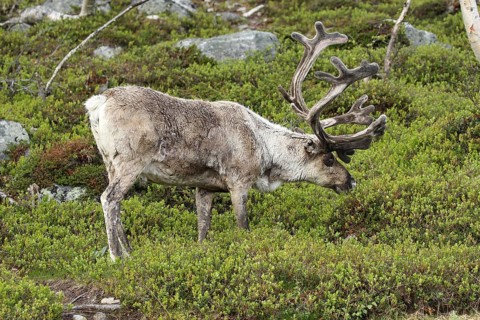 Reindeer (Rangifer tarandus) male animal with strong velvet antlers in the tundra among bilberry