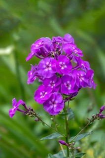 Flame flower (Phlox), North Rhine-Westphalia, Germany, Europe