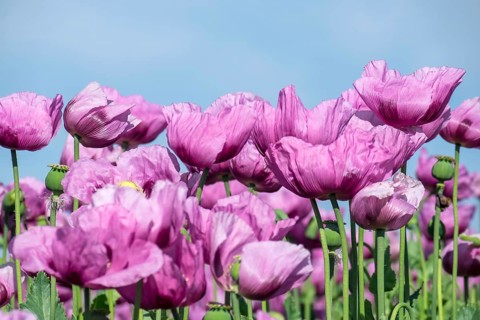 Opium poppy (Papaver somniferum), cultivation of edible poppy, poppy field, Donnersbergkreis,