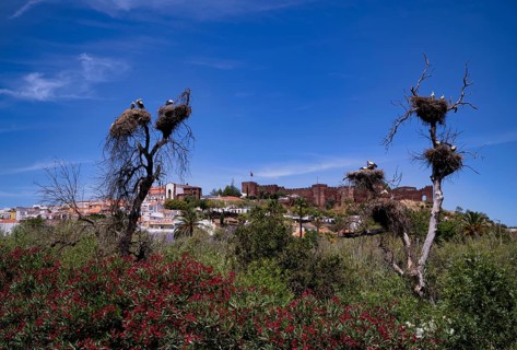 Several storks nesting in stork nests, young animals, behind Silves, castle, Castelo de Silves,