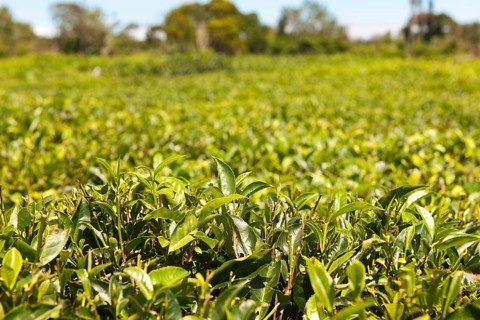 Plantation field with tea plantation, Mauritius, Africa