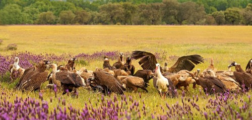 Cinereous vulture (Aegypius monachus) at the Luderplatz, griffon vulture, Castilla y Leon, Spain,