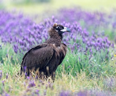Black vulture (Aegypius monachus, in a meadow with crested lavender (Lavendula stoechas) i Castilla