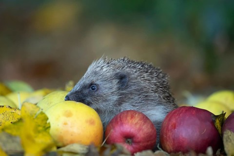 European hedgehog (Erinaceus europaeus) adult animal walking over fallen apples in an urban garden