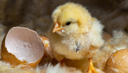Agriculture, Animals, Chickens, Chickens freshly hatched from the egg, AI generated, AI generated