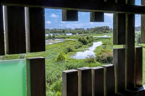 View from bird hide over nature reserve De Blankaart, freshwater marshland managed by Natuurpunt at