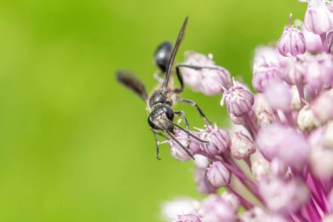 Mexican isodont (Isodontia mexicana) looking for pollen on a pink flower Bas rhin, Alsace, grand