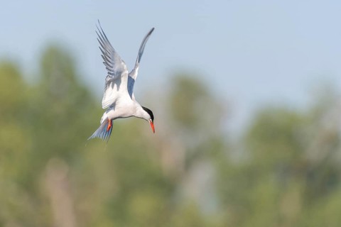 Common tern (Sterna hirundo) hovering over a marsh. Bas Rhin, Alsace, France, Europe