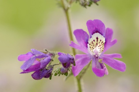 Butterfly flower (Schizanthus pinnatus), flowers, ornamental plant, North Rhine-Westphalia,