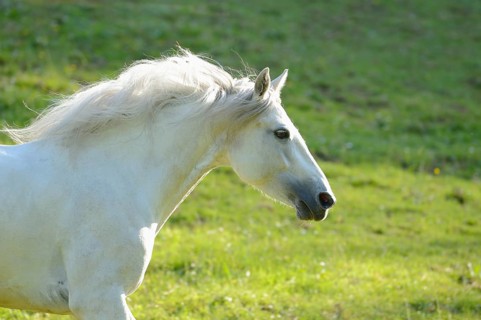 Connemara pony gallops across a green meadow, Bavaria