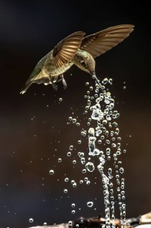 Anna's hummingbird (calypte anna) enjoying the water fountain drops