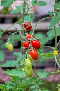 Tomato plant with ripe and unripe fruits, North Rhine-Westphalia, Germany, Europe