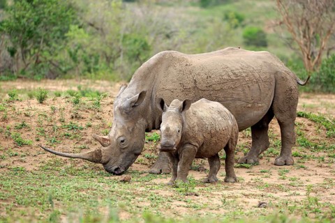 White rhino, white rhino (Ceratotherium simum), adult female feeding with young, foraging, two