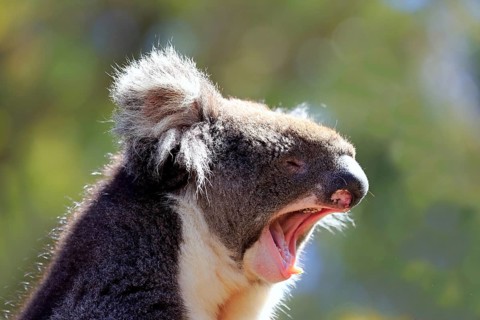 Koala (Phascolarctos cinereus), adult portrait yawning, Kangaroo Island, South Australia,