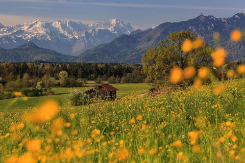 Colourful flower meadow in front of snowy mountains, spring, near Murnau, behind Wetterstein