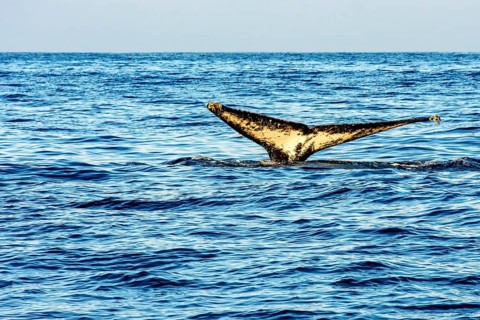 Humpback whale tail coming out of the sea off the coast of Ilhabela island, Ilhabela, Sao Paulo,