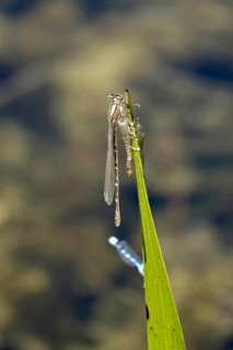Upper Lusatian heath and pond landscape, dragonflies, empty larval shell of dragonfly, June,