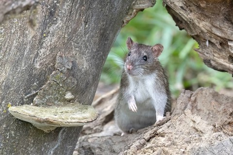 Brown rat (Rattus norvegicus) looking out from under dead wood, Austria, Lower Austria, Europe