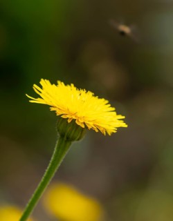Macro photography of a yellow dandelion flower (Leontodon) with blurred background outdoors,
