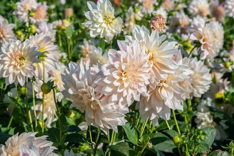 Flowering Dahlias (Dahlia), variety Café au Lait in the Dahlia Farm in Löderup, Ystad municipality,