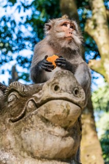 Macaque (Macaca), monkey, guenon animal, macaque, wildlife, nature, wild, mammal, fauna, looks,