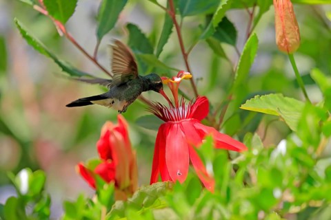 Broad-billed hummingbird (Cynanthus latirostris), adult, male, flying, on flower, foraging, Sonoran