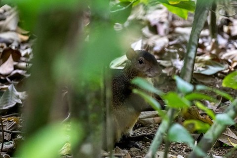 Central American agouti (Dasyprocta punctata), tropical rainforest, Corcovado National Park, Osa,