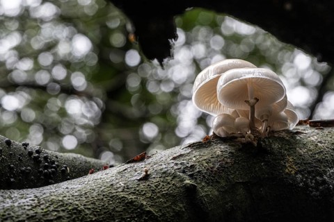 Ringed beech slime beetle (Oudemansiella mucida), Emsland, Lower Saxony, Germany, Europe
