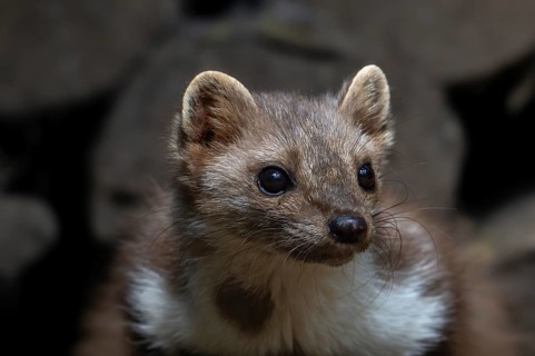 Close-up of beech marten, stone marten (Martes foina) resting in wood pile, woodpile