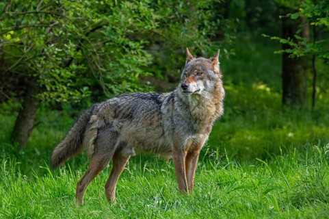 Moulting, molting Eurasian wolf, grey wolf (Canis lupus lupus) shedding fur in spring