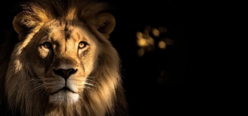 Fierce powerful and composed lion closeup, AI generated