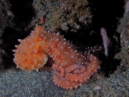 An orange octopus with long tentacles, Callistoctopus macropus (Callistoctopus macropus), at night.