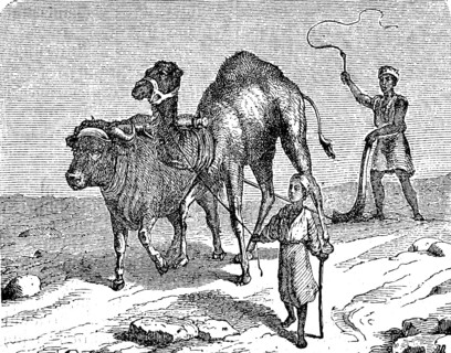 Agriculture, tillage in Egypt, ploughing with a plough drawn by camel and cattle, 1880, Historical,
