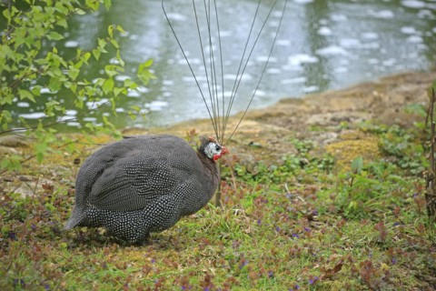 Guinea fowl, Helmeted guinea fowl