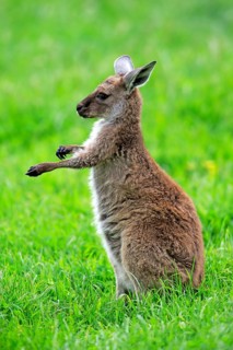 Kangaroo Island grey kangaroo (Macropus fuliginosus fuliginosus), young animal, Kangaroo Island,
