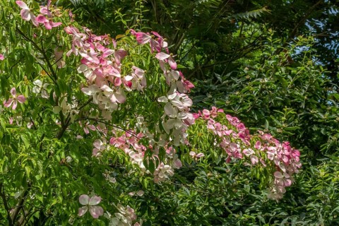 Flowering dogwood (Cornus), Münsterland, North Rhine-Westphalia, Germany, Europe