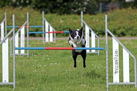 Border Collie, Agalität