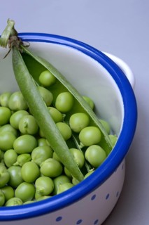 Fresh green peas and pea pod in pot, Pisum sativum