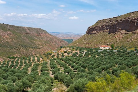 A peaceful valley with a wide olive grove, surrounded by mountains, under a clear blue sky, Gor